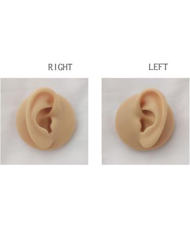 Human Ear Model Silicone Ear Model Display Tool Practice Piercing Tools 1:1 Human Ear Model Use for Perforation Practice Tool Acupuncture Education Human Ear Display Tool (Pair) - Buy Online on GoSupps.com