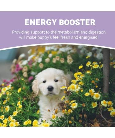 Pets Purest Life Drops for Puppies 10ml - Natural Puppy Gut Health & Energy Booster for Organ Development & Digestive Support - Buy Online on GoSupps.com