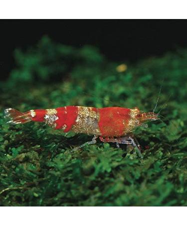 JBL Biotopol C 100ml for Shellfish & Shrimps | Premium Fish Care - Fast International Shipping - Buy Online on GoSupps.com