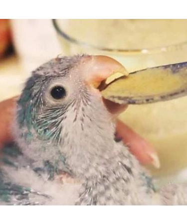 Folewr 5 Pcs Baby Bird Pointed Feeding Spoon Stainless Steel Milk Medicine Parrot Feeder for All Baby Bird Peony Cockatiel Household Pet Feeding Supplies - Buy Online on GoSupps.com