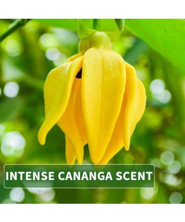 Kitama Ylang Ylang Massage Oil - 1000ml Nourishing Aroma Body Oil for Relaxation - Thai Care Oil for Massages - Buy Online on GoSupps.com