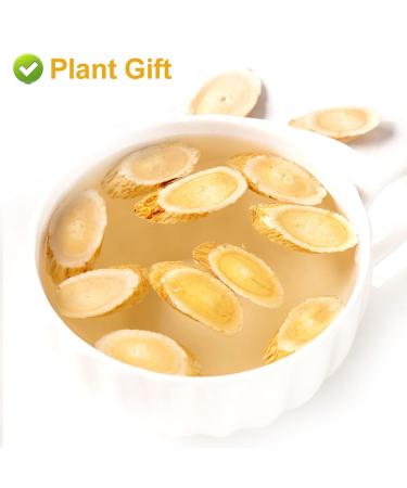 Buy Astragalus Root Tea 120g | Pure Herbal Caffeine-Free No GMOs - Premium Chinese Tea for Wellness - Buy Online on GoSupps.com