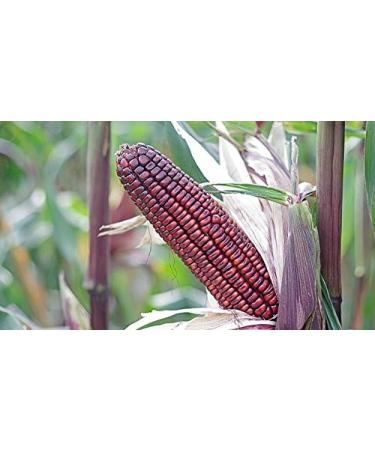 Indigo Herbs Purple Corn Flour 500g | GMO & Gluten Free - Buy Online on GoSupps.com