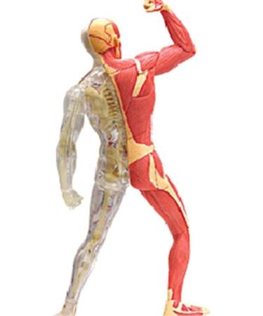 Educational Model Human Muscle and Skeleton Anatomy Model Multicolored 10 Medical Models - Buy Online on GoSupps.com