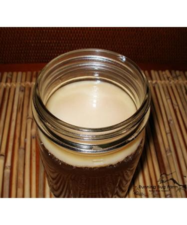 Kombucha Kitchen Real KOMBUCHA CULTURE HUGE SCOBY with Strong STARTER TEA Makes 1 Gallon by Scoby Kombucha