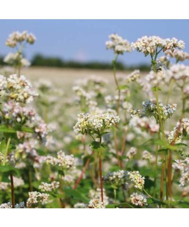 Buy Organic Buckwheat Kernels 5kg - Premium Quality Farm-Fresh Organic Cultivation - Buy Online on GoSupps.com