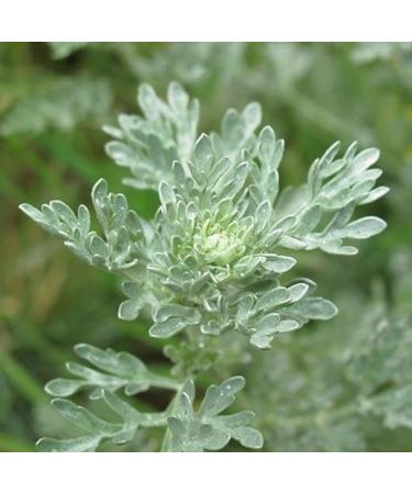 Candida Away Complex - Herbal Digestive Aid & Wellness Formula for Gut Health | 60 Capsules - Buy Online on GoSupps.com