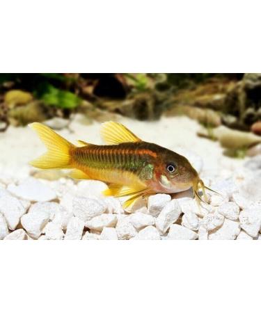 Aquatic Foods Inc. Calcium Feeder Shells Small & Medium Extra Thick Shells for Shrimp Snails Crabs Crayfish Hermit Crabs and All Tropical Fish. 4oz 75 Count Bag 75 Count (Pack of 1) - Buy Online on GoSupps.com