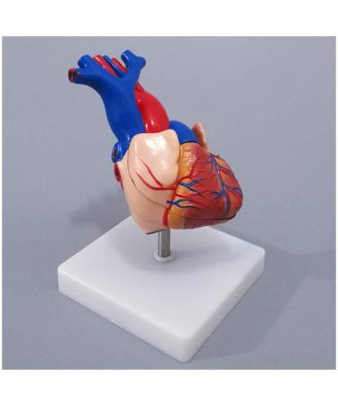 Educational Model Human Anatomical Heart Model Human Organ Anatomical Model Heart Model Detachable 2 Parts Science Anatomy Heart Model Medical Models