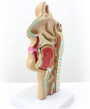 Life Size Nasal Cavity Model Anatomical Oral Throat Model Nasopharyngeal Cavity ENT Medical Educational Training Aid - Buy Online on GoSupps.com