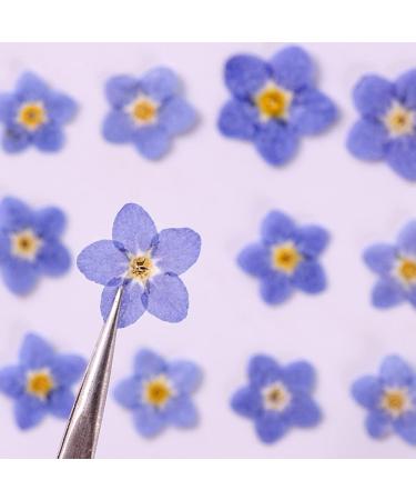 YUNZHI Forget Me Not Flowers - Dried Pressed Flowers for Resin, Candle, Soap Making - 40pcs/Pack - Buy Online on GoSupps.com