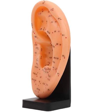 9"Human Ear Acupuncture Anatomical Model with Acupuncture Points Ear Model Anatomy Professional Medical Model Teaching Aids - Buy Online on GoSupps.com