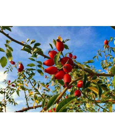 Natural and Organic Radiant Skin Moisturiser with Organic Calendula and Organic Rose - 50ml - by Award Winning AD SKIN SYNERGY - Buy Online on GoSupps.com