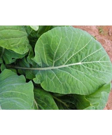 TENDERGREEN Mustard 100-300-1000 Grain Komatsuna Freshness Heirloom Green Mass - Buy Online on GoSupps.com