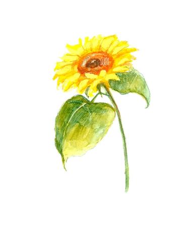 Sunflowers Temporary Tattoo Sticker Set - Waterproof Yellow Watercolor Body Art for Women - Set of 24 (SF181) - Buy Online on GoSupps.com