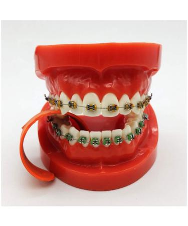 LBYLYH Orthodontic Dental Demonstration Template - TypoDont Teeth Model - with Orthodontic Support Team with Ligature