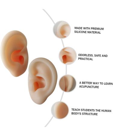 Silicone Ear Models Set - Practice Tools for Ear Picking & Cleaning | Auditory Meatus Display - Buy Online on GoSupps.com