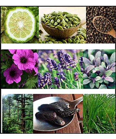 FILA Cool Clean Fresh Body Spray for Men - Bergamot, Cardamom, Pepper Scent - Trendy Rectangular Design - 8.4 Oz - Buy Online on GoSupps.com