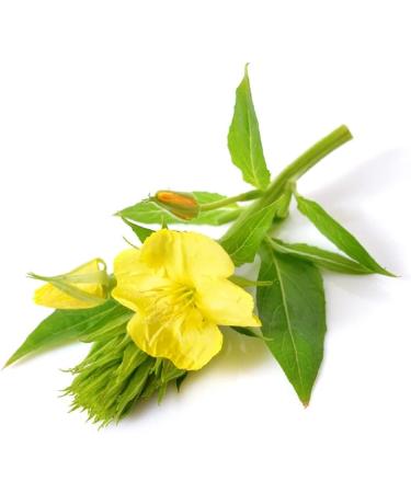 Evening Primrose Oil 100% Pure10ml Oenothera Biennis | Evening Primrose Oil | Evening Primrose Pure Oil | 100% Pure Natural | Cold Pressed | Evening Primrose Oil | - Buy Online on GoSupps.com