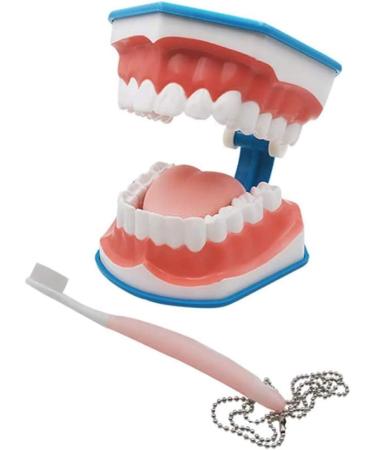 Dental Model Large Oral Brushing Template Six Times Standard Teeth Template Children's Model Dental Brushing Teaching Tooth Model Mold - Buy Online on GoSupps.com