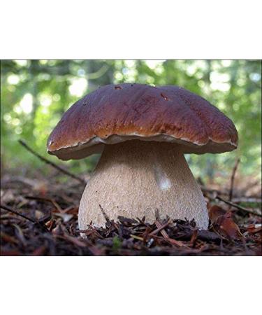 Portal Cool 30 G: Boletus Edulis Fungo Bianco secco Grano micelio 10 G o 30 G Ucraina