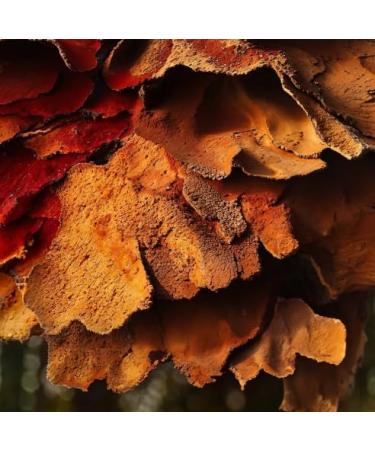 Fine'ry Men's Eau De Cologne In The Oud 2 fl oz - Buy Online on GoSupps.com