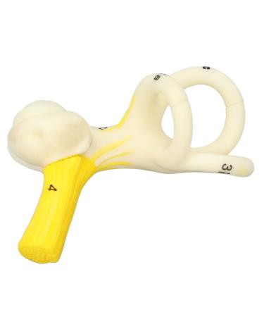 Inner Ear Labyrinth Model High Simulation Ear Semicircular Canal Model PVC Better Understand Clear Structure Collection 5X Magnification for Teaching Use
