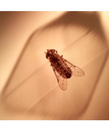 2x Hofmeister Beech Wood & Leather Fly Swatters - Practical Mosquito Catchers with 'I Make You Flat!!!' Print - 47.5 cm - Ships Worldwide! - Buy Online on GoSupps.com