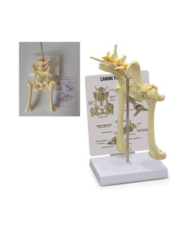 Dog Hip Joint Model Life Size Flexible Anatomically Accurate Hip Bones Dog Basin Animal Body Anatomy Replica for Veterinary Office Teaching Tool for Medical
