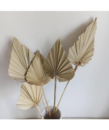 NAABHIKA 5/10 Pcs Boho Dried Palm Spears Natural Dried Palm Fans Dried Palm Leaves Dried Palm Leaf Palm Fan Leaf with Stem-Khaki 5PCS - Buy Online on GoSupps.com