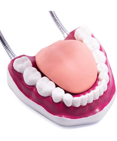 Large Teeth Tooth Models: 6X Enlarged Dental Hygiene & Mouth Care Educational Tool with Removable Tongue & Toothbrush - Buy Online on GoSupps.com