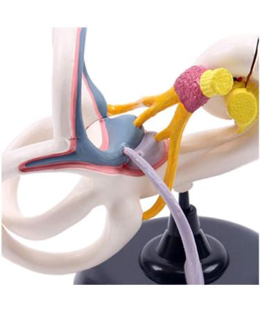 Ear Internal Structural Model - Medicine Anatomical Ear Internal Structural Model Human Organs Model - for Studying Teaching Medical Model - Buy Online on GoSupps.com