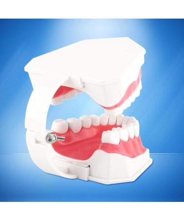 Akozon Teeth Model & Gums - 28 Tooth Complete Fixation Model for Teaching & Demonstration - Ideal for Toothbrushing Practice - Buy Online on GoSupps.com