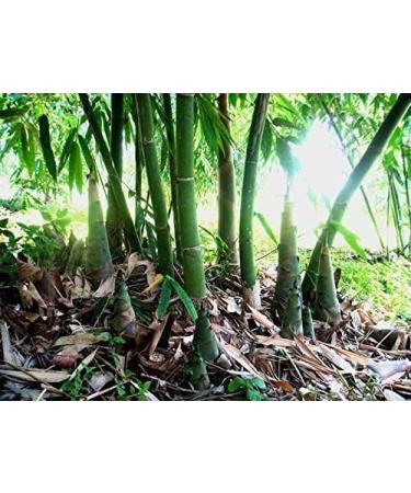 2 Pound (908 grams) Dried tender bamboo shoots vegetable from China. - Buy Online on GoSupps.com