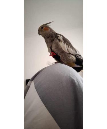 Kuso Reusable Washable Diapers for Parrots | Kimono Clothing for Budgies & Nymphensittiche - International Shipping - Buy Online on GoSupps.com