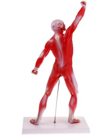 Educational Model 50Cm Human Torso Superficial Muscle Model Vision Human Muscle Anatomy Model for Learning Resources Medical Models - Buy Online on GoSupps.com