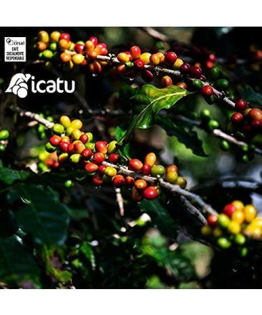 Guilis Cafes CAFES GUILIS DESDE 1928 AMANTES DEL CAFE Brazilian coffee in Arabic Bean Natural Roast Finca Icatu Minas Grais 1 Kg - Buy Online on GoSupps.com