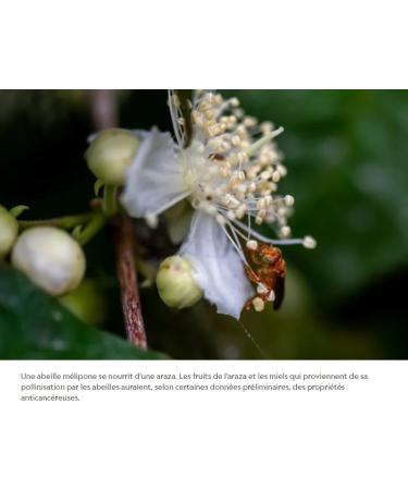 MELIPONA HONEY - PRECIOUS BEE HONEY WITHOUT DART - 300G JAR - MEXICAN SCAPTOTRIGONA. - Buy Online on GoSupps.com