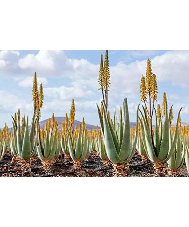 Indigo Herbs Organic Aloe Vera Powder 250g - Buy Online on GoSupps.com