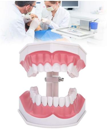 Tooth Model with Toothbrush - Standard Dental Cavity Demonstration for Oral Hygiene Education | Perfect for Hospitals & Kindergartens - International Shipping - Buy Online on GoSupps.com