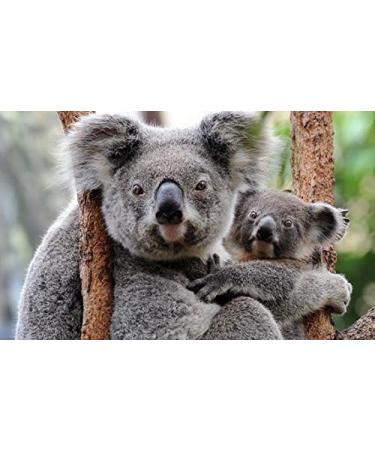 Eucalyptus Essential Oil 100% Pure 8oz. - Buy Online on GoSupps.com