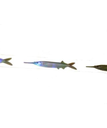 EatMyTackle Ballyhoo Teaser Strips - 5 Pack of Reflective Bait Fish Teasers - Buy Online on GoSupps.com