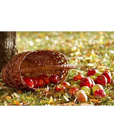  Ancient Purity Apple cider vinegar - 500 ml with unpasteurized mother - Buy Online on GoSupps.com