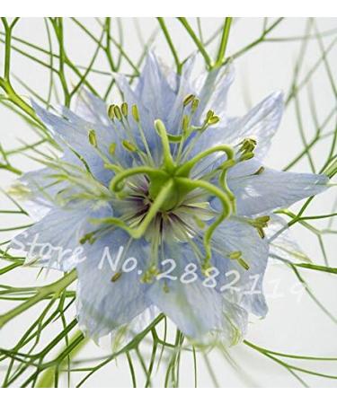 15 Nieuwe ArrivesRare 100 Jewels Love in A Mist Mix Nigella Damascena Bulk Beautiful Flower Seeds - Buy Online on GoSupps.com