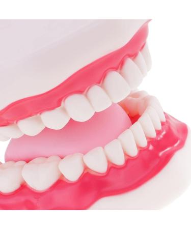 6x Magnification Dental Care Model - Mouth Teeth & Tongue with Toothbrush | Enhance Dental Education & Hygiene - Buy Online on GoSupps.com