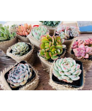5 Pack Assorted Live Succulent Plants in 2 Starter Planter - Rare Small Indoor House Plants for Home Garden Decor - DIY Gift Set - Buy Online on GoSupps.com