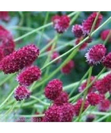 25G: Maggiore Burnet Sheeps Piccola Insalata Burnet Wildflower 10G 20G 50G 100G 500G Bulk