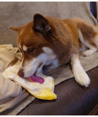 Cow Ears for Dogs - All Natural - Single Ingredient - 20 Pack Original - All Natural Cow Whole Ears - Dog Chew Treat - Rawhide Alternative - Highly Digestible Dog Chew - Larger Then Pig Ears ORIGINAL (20 PACK) - Buy Online on GoSupps.com