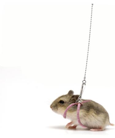 WOONEKY Pet Leash Outdoor Rabbit Leash Dwarf Hamster Harness Small Dog Harness Guinea Pig Leash Hamster Leash Harness Small Pet Harness Outdoor Vest Pink Round Rope Small Animals Dog Leash 60X6X2CM Pink - Buy Online on GoSupps.com