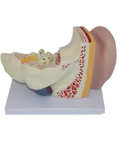 Anatomiemodell of The Human Ear Model Enlarge Detachable Ear Structure Model Interior earlabyrinth Research - Buy Online on GoSupps.com